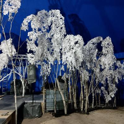 Bäume – Im Wald der Wünsche