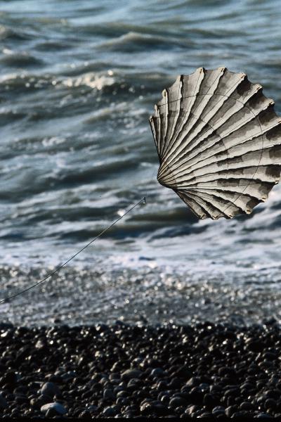 Muschel Hans Silvester